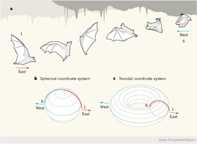 Bat flight -a sophisticated flip to landing made possible by a neronal compass and sophisticated geometry