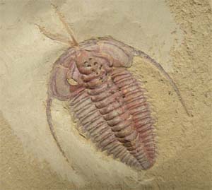 Trilobite fossil from Chengjiang, China